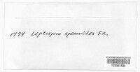 Ruzenia spermoides image
